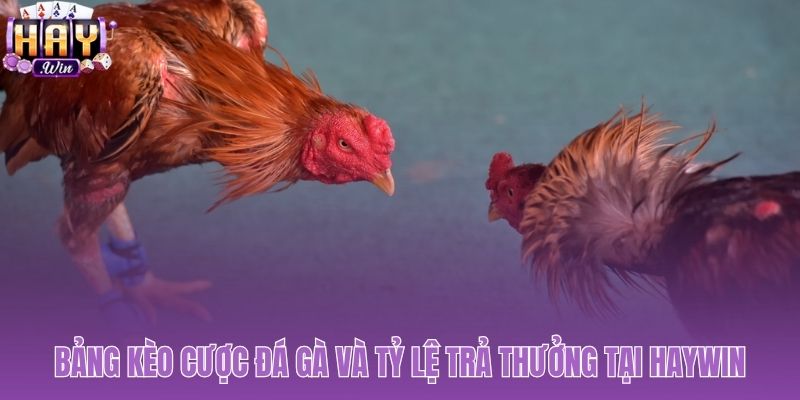 Tìm hiểu kèo Meron Wala BDD và mức thưởng