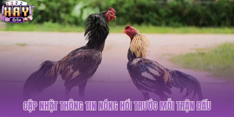 Phân tích kèo đá gà cựa sắt với dữ liệu trước trận đấu