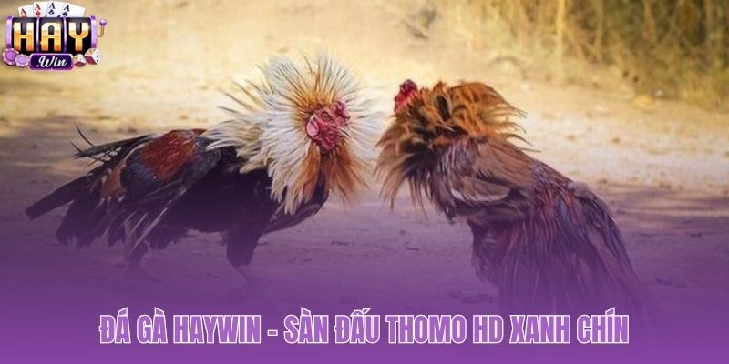 Đá gà Haywin phát sóng trực tiếp Thomo HD minh bạch