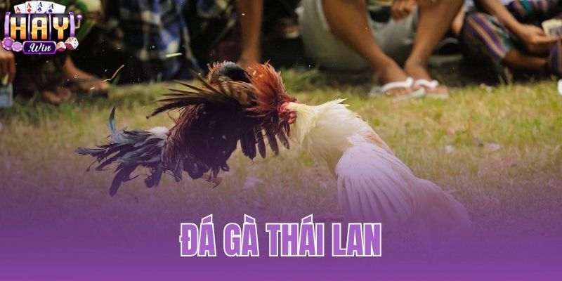Đá Gà Thái Lan