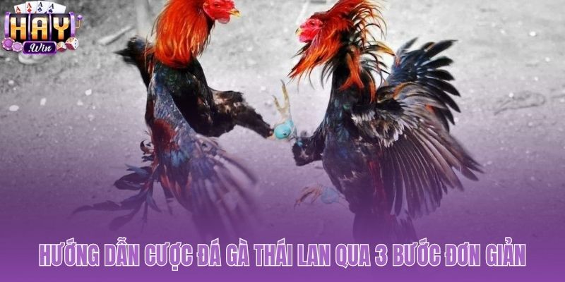 Quy trình ba bước tham gia cược đá gà Thái Lan
