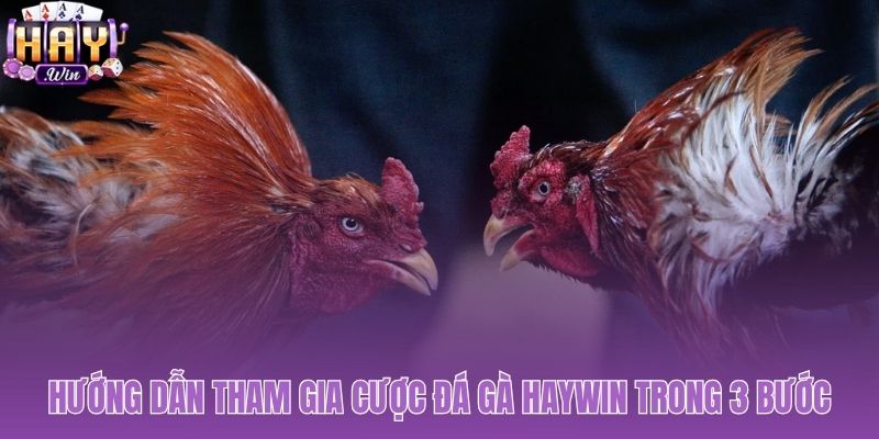 Quy trình đặt cược đá gà Haywin với 3 bước nhanh chóng