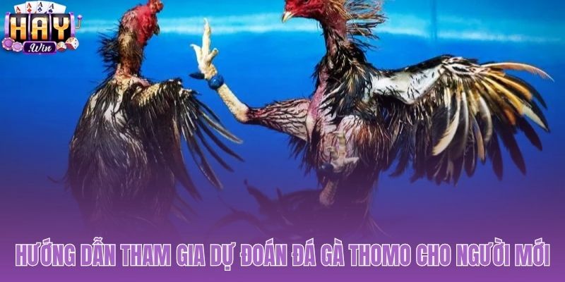 Quy trình tham gia dự đoán đá gà Thomo được tinh gọn