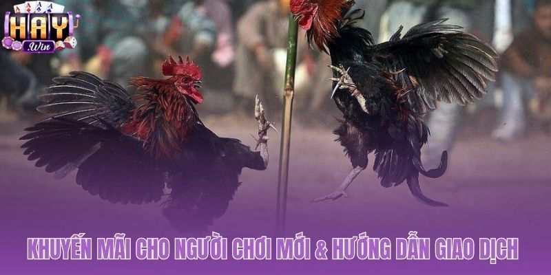 Ưu đãi nạp đầu 100% cùng quy trình giao dịch tiện lợi