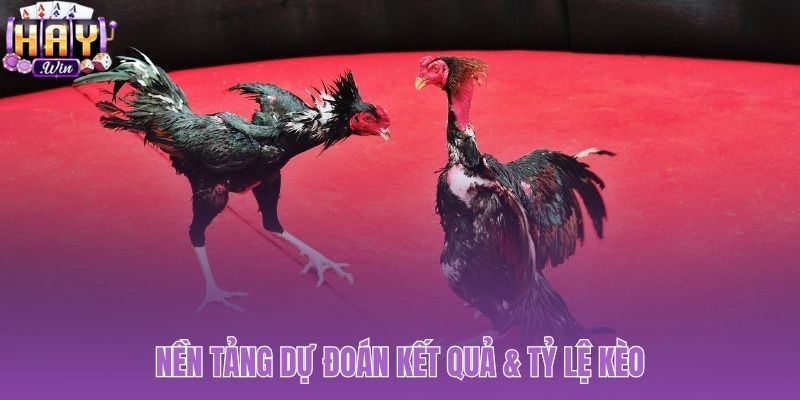 Tỷ lệ kèo đá gà Thomo được cập nhật liên tục minh bạch