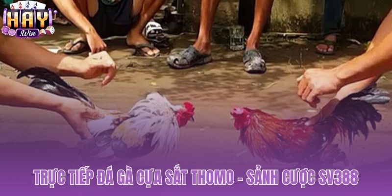 Xem đá gà cựa sắt Thomo Full HD cùng sảnh cược SV388