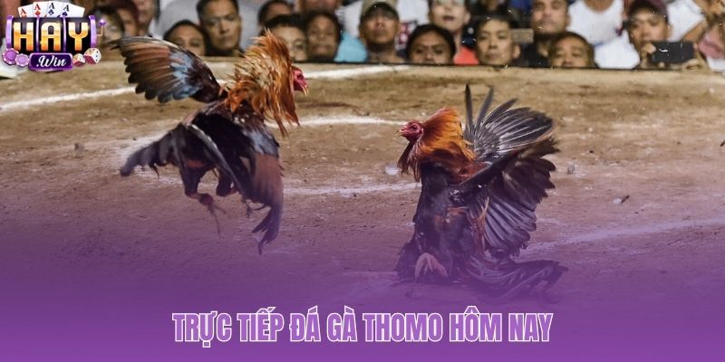 Xem đá gà Thomo trực tiếp Full HD có bình luận viên