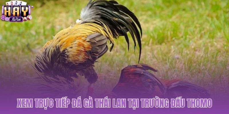 Trải nghiệm xem đá gà Thái Lan Full HD từ Thomo